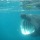 Basking sharks up close and personal, pics and videos, Cape Clear